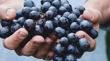 Amarone della Valpolicella annata 2014:  un buon vino nonostante il brutto tempo.